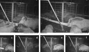 Des sangliers ont sauvé deux de leurs congénères bloqués dans une cage, un comportement jamais vu
