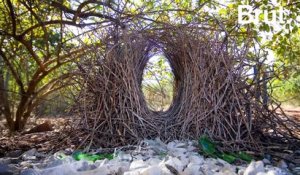 Les oiseaux jardiniers et leurs nids impressionnants