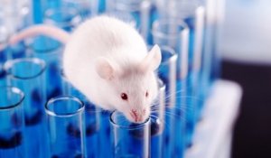 Le Parlement européen dit stop aux expériences scientifiques sur les animaux