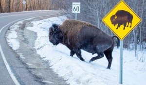 « Traversée de bison » : un bison passe juste derrière le panneau indiquant son passage, et la photo est parfaite