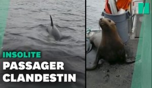Cette femme et son bateau ont reçu la visite d'un lion de mer terrorisé par des orques