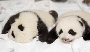 Zoo de Beauval : les jumelles pandas ont ouvert les yeux pour la première fois