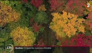 Canada : le sirop d'érable, l'or blond du Québec