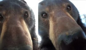 États-Unis : après avoir trouvé une GoPro abandonnée, un ours se filme et c'est très drôle