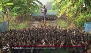 Thaïlande : quand les canards remplacent les pesticides