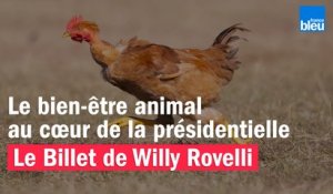 Le bien-être animal au cœur de la présidentielle - Le billet de Willy Rovelli