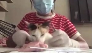 Un chat veut manger le filet de poulet utilisé pour son entrainement de chirurgie