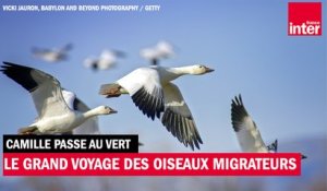Le grand voyage des oiseaux migrateurs