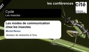 Les modes de communication chez les insectes