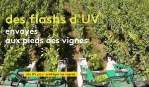 En Champagne, des séances d’UV pour protéger la vigne des maladies
