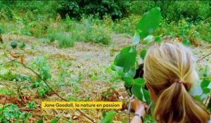 Environnement : Jane Goodall passionnée de nature depuis toujours