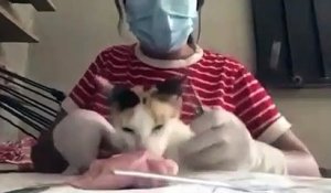 Son chat veut manger le filet de poulet qu'elle utilise pour son entrainement de chirurgie