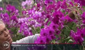 Nature : L'orchidée séduit à l'international