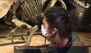 Dinosaure : le squelette de "Big John", le tricératops, mis aux enchères