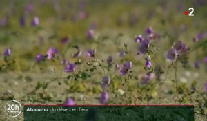 Amérique du Sud : le désert de l'Atacama, hôte de fleurs rares