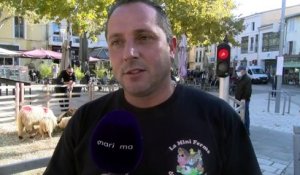 Martigues: des animaux et des engins agricoles ont envahi le quartier de Jonquières