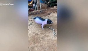 Ce cochon nait avec 2 pattes a appris à marcher en équilibre
