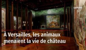 À Versailles, les animaux menaient la vie de château