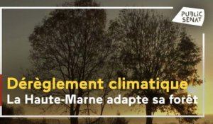 Haute-Marne : la forêt face au dérèglement climatique