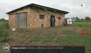 Grippe aviaire : la France passe en niveau d'alerte "élevé", synonyme de confinement des volailles