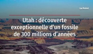 Utah : découverte exceptionnelle d’un fossile de 300 millions d’années