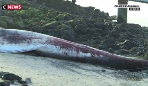 Calais : une baleine de 19 mètres s'est échouée dans le port