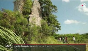 "Si cette usine s'arrêtait, ce serait un drame" : en Guadeloupe, la filière de la canne à sucre menacée par une panne à Marie-Galante