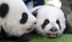 Zoo de Beauval : les noms définitifs des deux bébés pandas ont été dévoilés