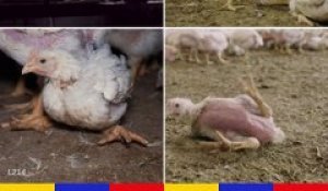 L214 : Images chocs du plus grand élevage de poulet en France