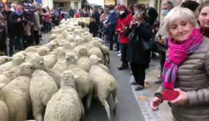 Fête des Bergers et des Traditions:  le Grand Défilé de la Transhumance dans le centre ville istréen