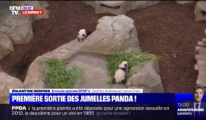 Les jumelles panda du zoo de Beauval ont réalisé leur première sortie publique ce samedi