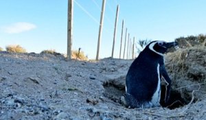 Argentine : des nids de pingouins détruits par la construction d’une route