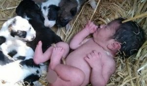 En Inde, une chienne errante a sauvé un bébé abandonné dans un champ en le gardant au chaud auprès de ses chiots