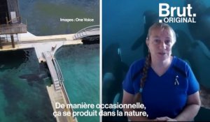 Marineland : la santé des orques toujours préoccupante