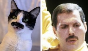Voici Mostaccioli, une chatte qui ressemble au chanteur Freddie Mercury
