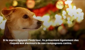 Comment garder son sapin de Noël intact quand on a chien ?
