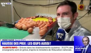 Le prix des œufs va-t-il augmenter? BFMTV répond à vos questions