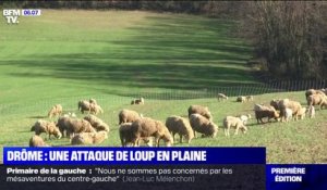 Dans la Drôme, une attaque de loup en plaine a décimé un troupeau de brebis