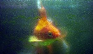 Eau verte dans l’aquarium : comment l’expliquer et comment y remédier ?