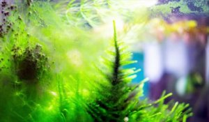 Le fléau des algues filamenteuses dans les aquariums : facteurs et solutions