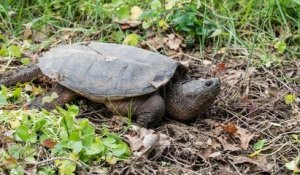 Gironde : des tortues serpentines, une espèce considérée comme dangereuse, prolifèrent dans le département
