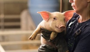 Des reins de porc génétiquement modifiés ont été transplantés chez un patient humain