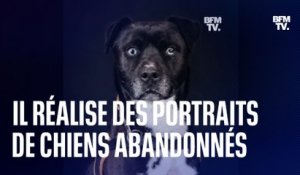 Ce photographe réalise d’élégants portraits de chiens abandonnés les aider à trouver une nouvelle famille