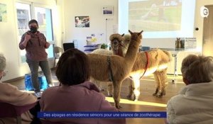 Reportage - Des alpagas en résidence séniors pour une séance de zoothérapie