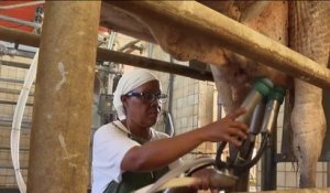 Fenêtre sur l'Outre-mer - Martinique : rencontre avec l'une des dernières laitières