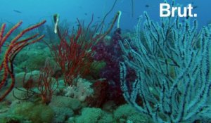 Australie : cette épave abrite une faune sous-marine captivante