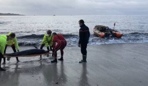 Un dauphin échoué sur une plage de Concarneau a été sauvé grâce à la mobilisation des habitants