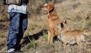 "Sans chien, on ne trouverait plus de truffe": dans les coulisses de la récolte du diamant noir à Puget-Théniers