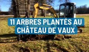 11 arbres plantés au Château de Vaux
