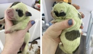Une chienne donne naissance à un chiot doté d'un pelage vert